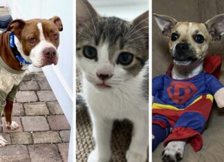 a collage of photos of a dog, a cat, and a dog wearing
